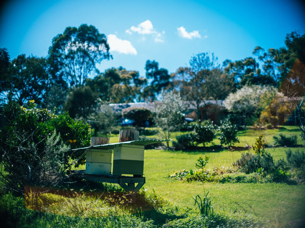 Two beehives sitting at the edge of the garden on a bright spring morning